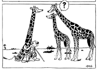 Giraffes confused by Tintin dressed as a giraffe to photograph them