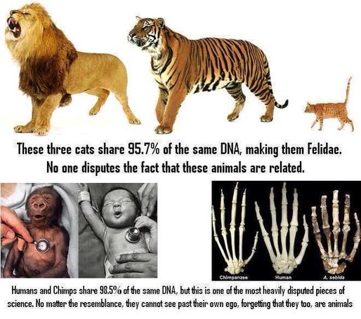 Lion, tiger, and house cat. These three cats share 95.7% of the same DNA, making them Felidae. No one disputes the fact that these animals are related. Baby chimpanzee and baby human. Hand bones of Chimpanzee, Human, and A. sebida. Humans and chimps share 98.5% of the same DNA, but this is one of the most heavily disputed pieces of science. No matter the resemblance, they cannot see past their own ego, forgetting that they too, are animals