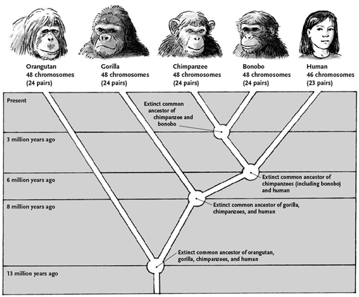 Orangutan, 48 chromosomes (24 pairs) / Gorilla, 48 chromosomes (24 pairs) / Chimpanzee, 48 chromosomes (24 pairs) / Bonobo, 48 chromosomes (24 pairs) / Human, 46 chromosomes (23 pairs) / 13 million years ago: Extinct common ancestor of orangutan, gorilla, chimpanzees, and human / 8 million years ago: Extinct common ancestor of gorilla, chimpanzees, and human / 6 million years ago: Extinct common ancestor of chimpanzees (including bonobo) and human / 3 million years ago: Extinct common ancestor of chimpanzee and bonobo