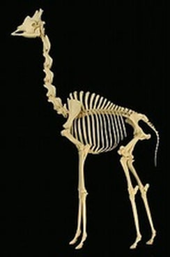 Fake giraffe skeleton