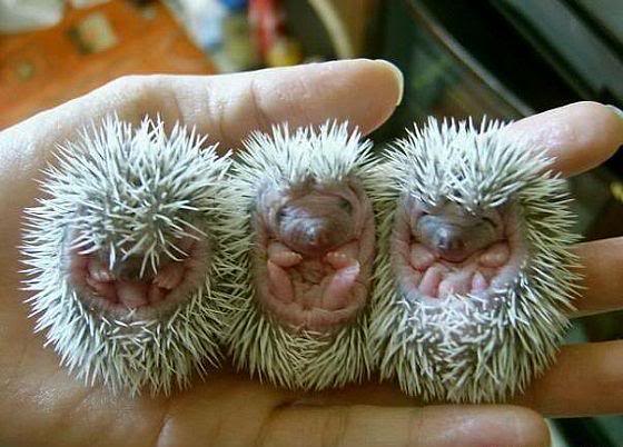 Three baby hedgehogs curled up in a person's hand. Cute!