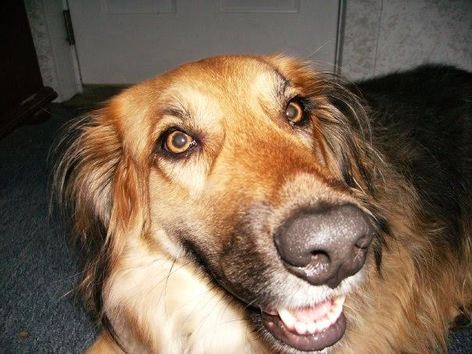 My dog Milo, part Labrador, part collie, smiling for the camera
