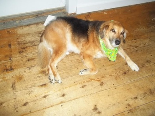 My dog Milo, part collie and part Labrador, lying on the hardwood floor of the dining room of my house in upstate New York with a green bandana around his neck