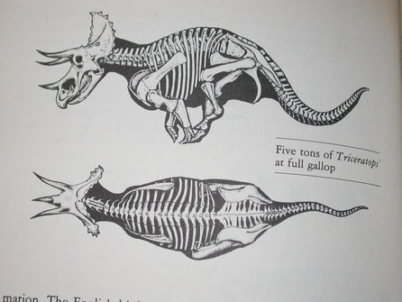 Illustration by Robert T. Bakker of skeletal structure of five-ton Triceratops at full gallop